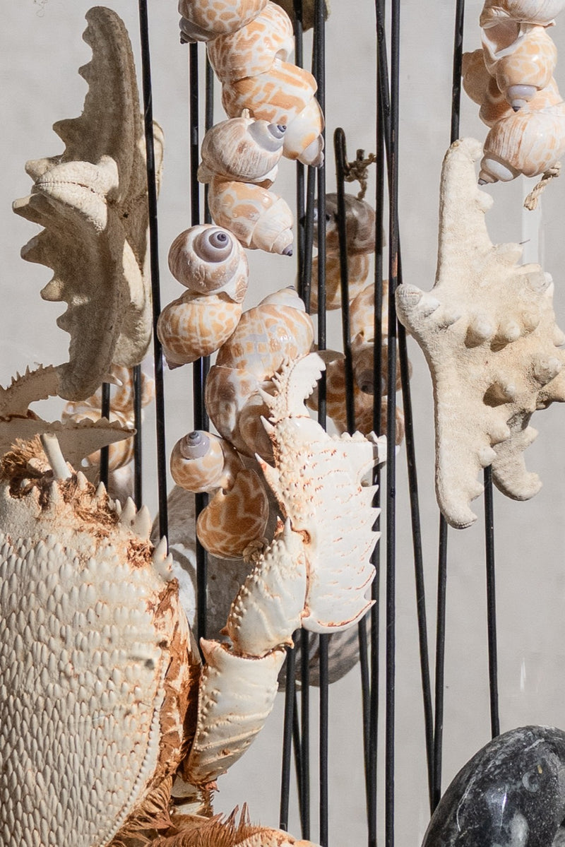 GLASS BELL JAR - STARFISH