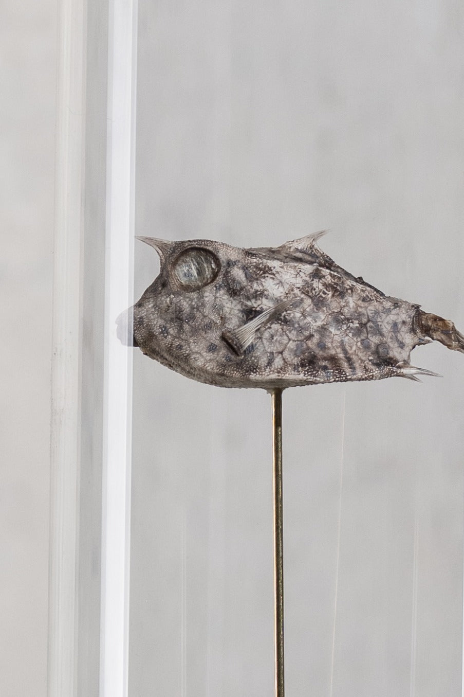 GLASS BELL JAR - FISH