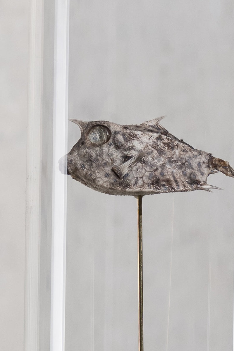 GLASS BELL JAR - FISH