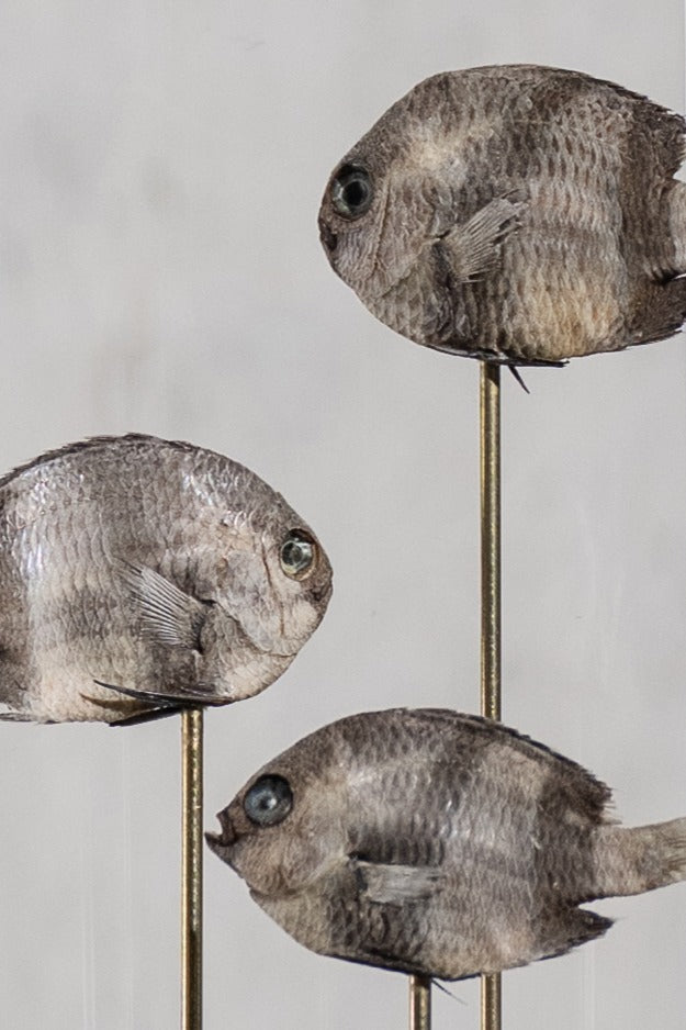 GLASS BELL JAR - FISHES (THREE)