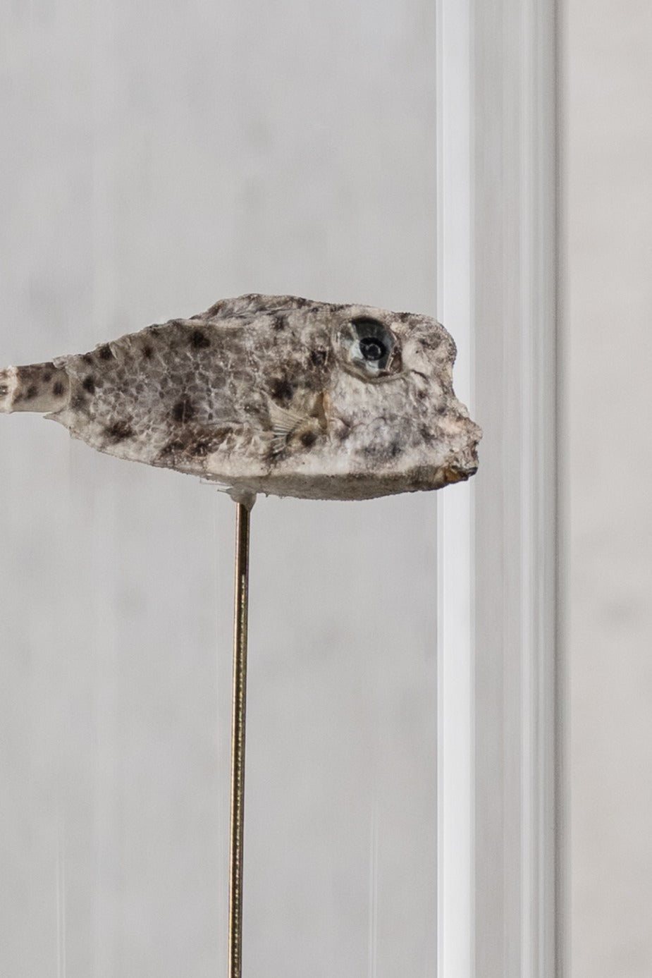 GLASS BELL JAR - FISH