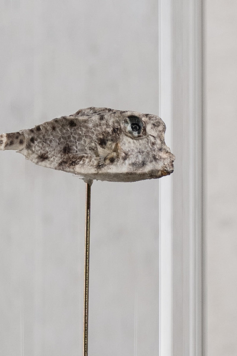 GLASS BELL JAR - FISH