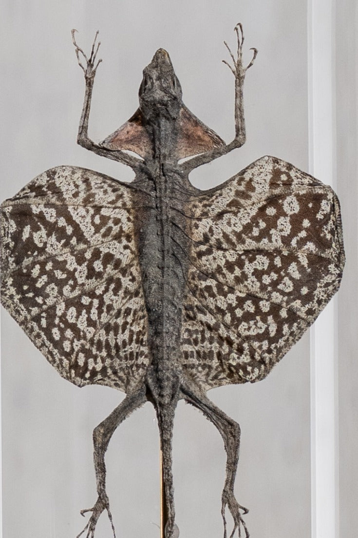 GLASS BELL JAR - DRACO