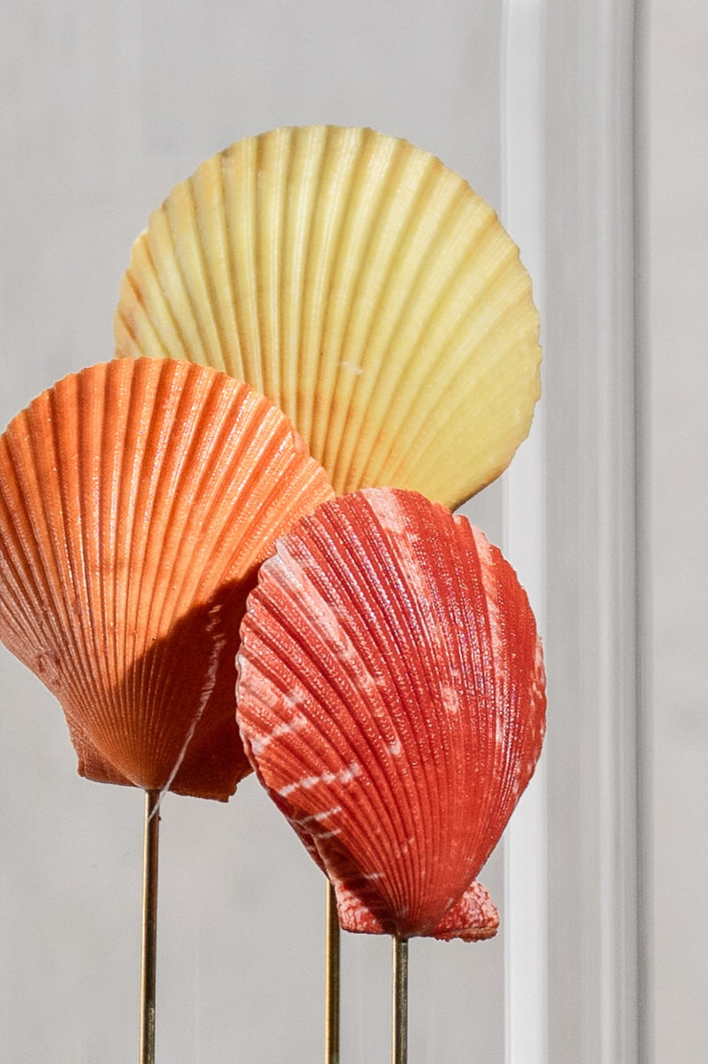 GLASS BELL JAR - SHELLS COLOURFUL (THREE)