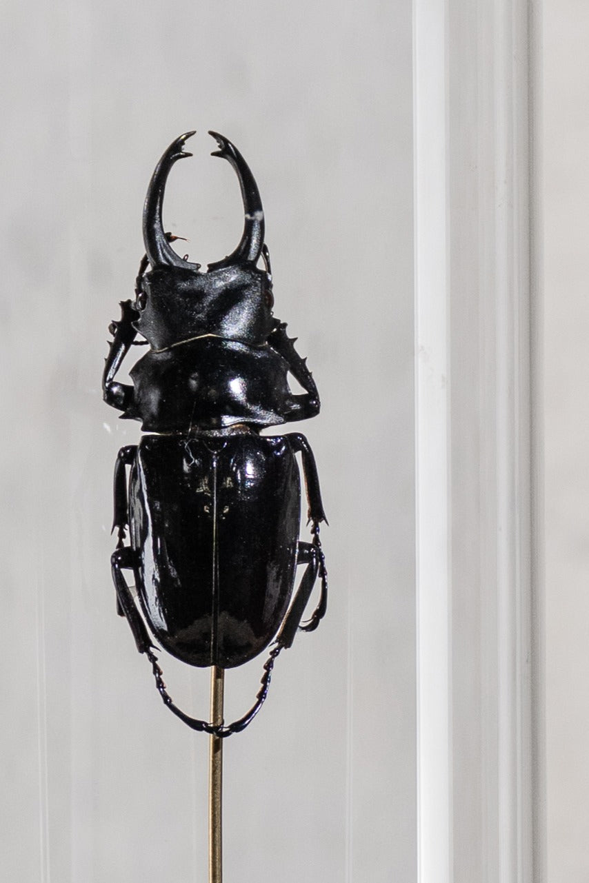 GLASS BELL JAR - BEETLE