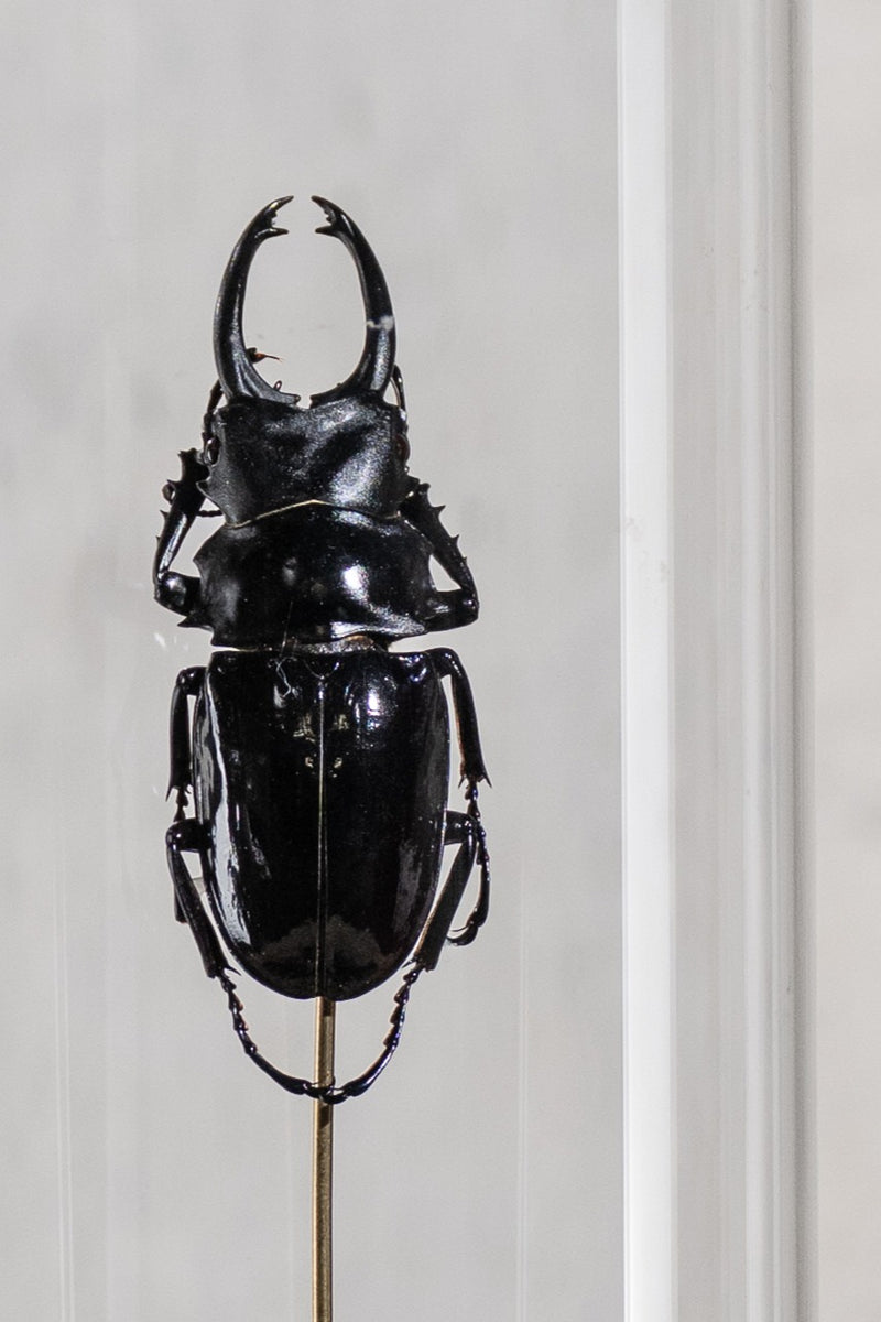 GLASS BELL JAR - BEETLE