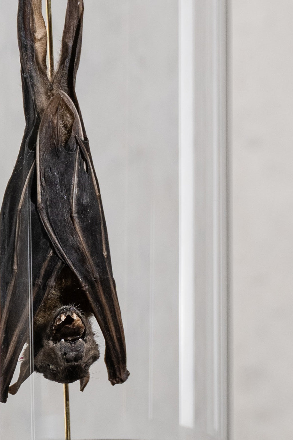 GLASS BELL JAR - BAT