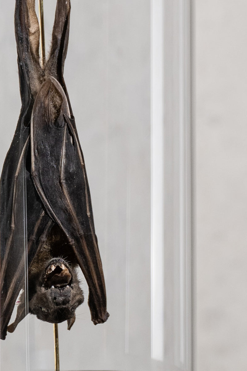 GLASS BELL JAR - BAT