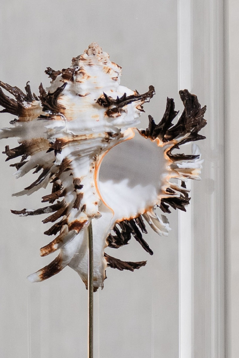 GLASS BELL JAR - SHELL