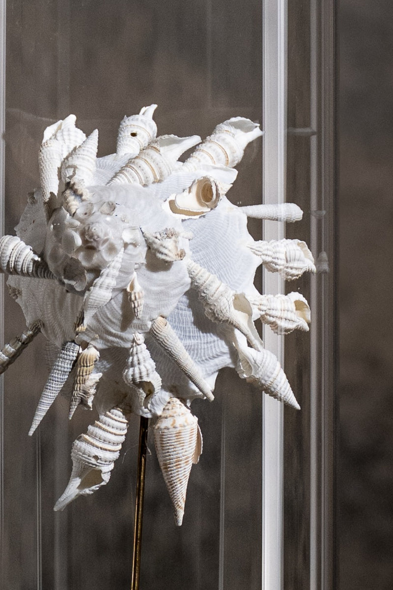 GLASS BELL JAR - SHELL WHITE