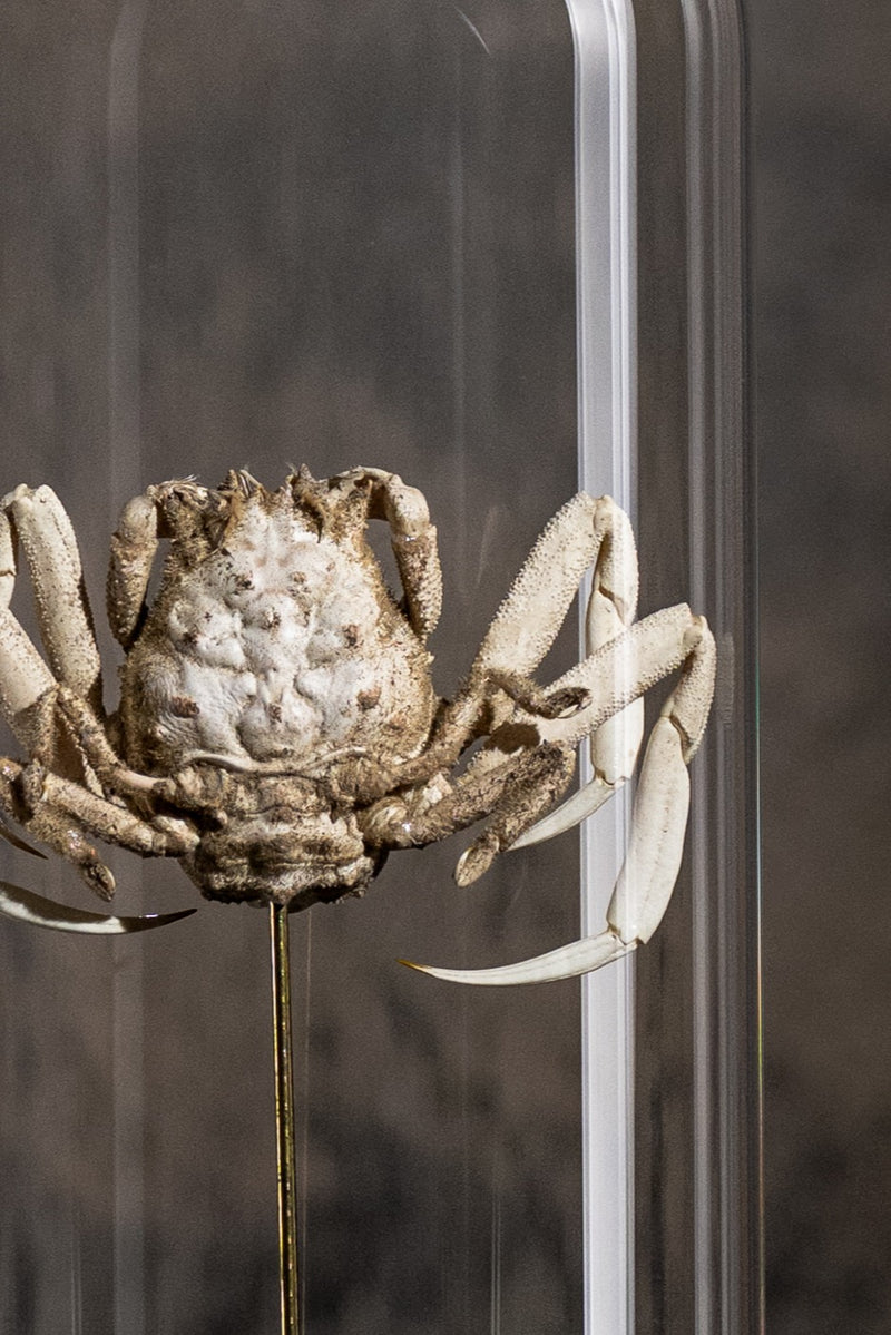 GLASS BELL JAR - CRAB