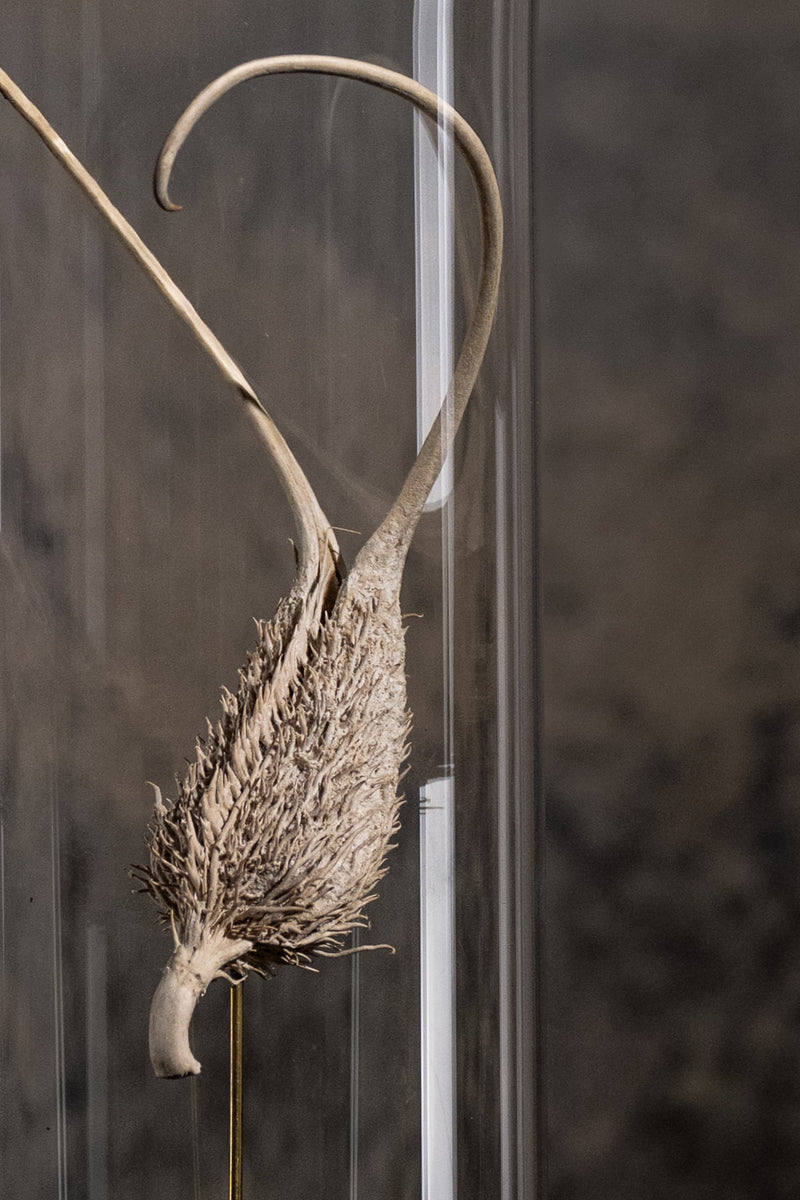 GLASS BELL JAR - DEVIL'S CLAW