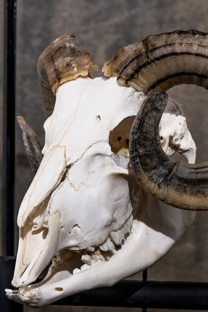 GLASS BELL JAR - RAM'S SKELETON