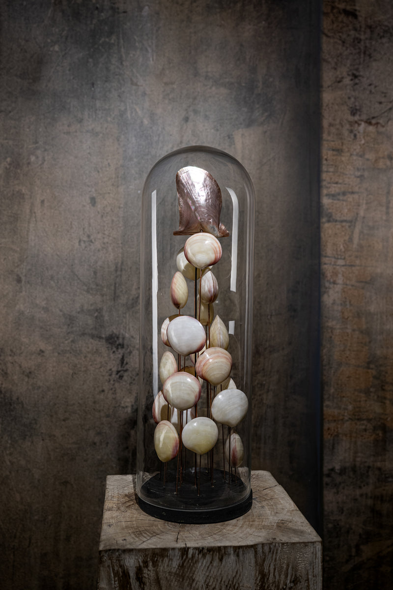 GLASS BELL JAR - SHELLS WHITE