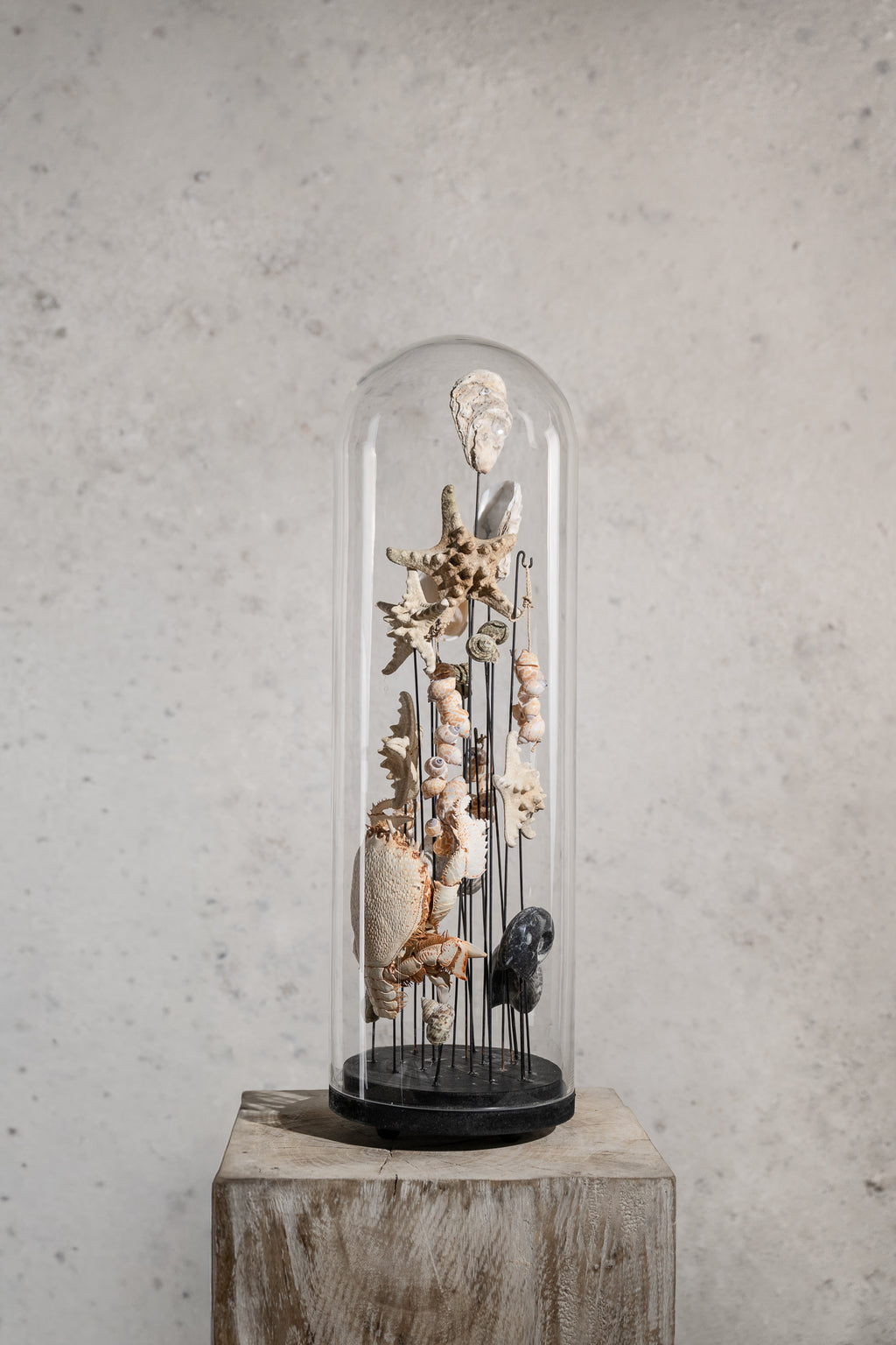 Cloche en verre - Étoile de mer