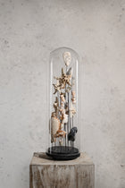 Cloche en verre - Étoile de mer