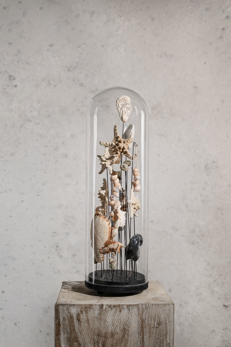 GLASS BELL JAR - STARFISH