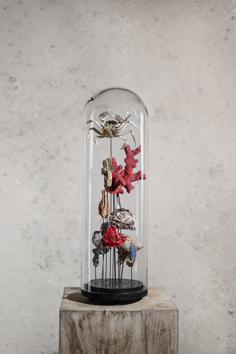 GLASS BELL JAR - CORAL