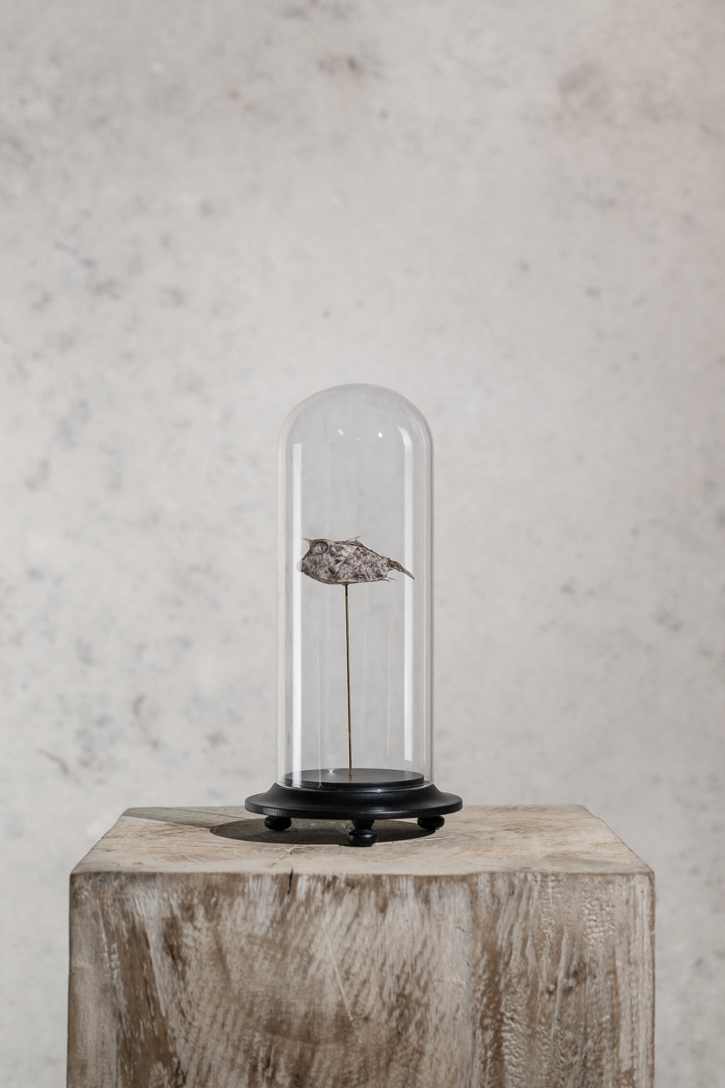 GLASS BELL JAR - FISH