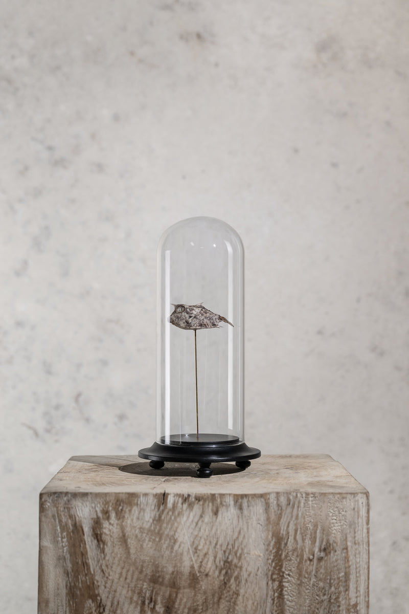 GLASS BELL JAR - FISH