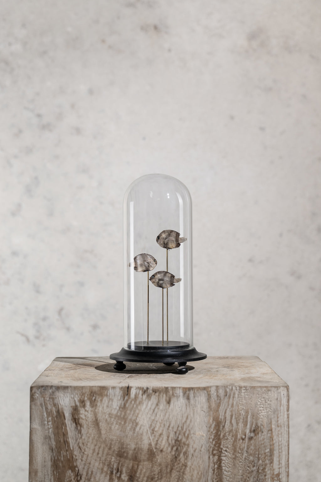 GLASS BELL JAR - FISHES (THREE)