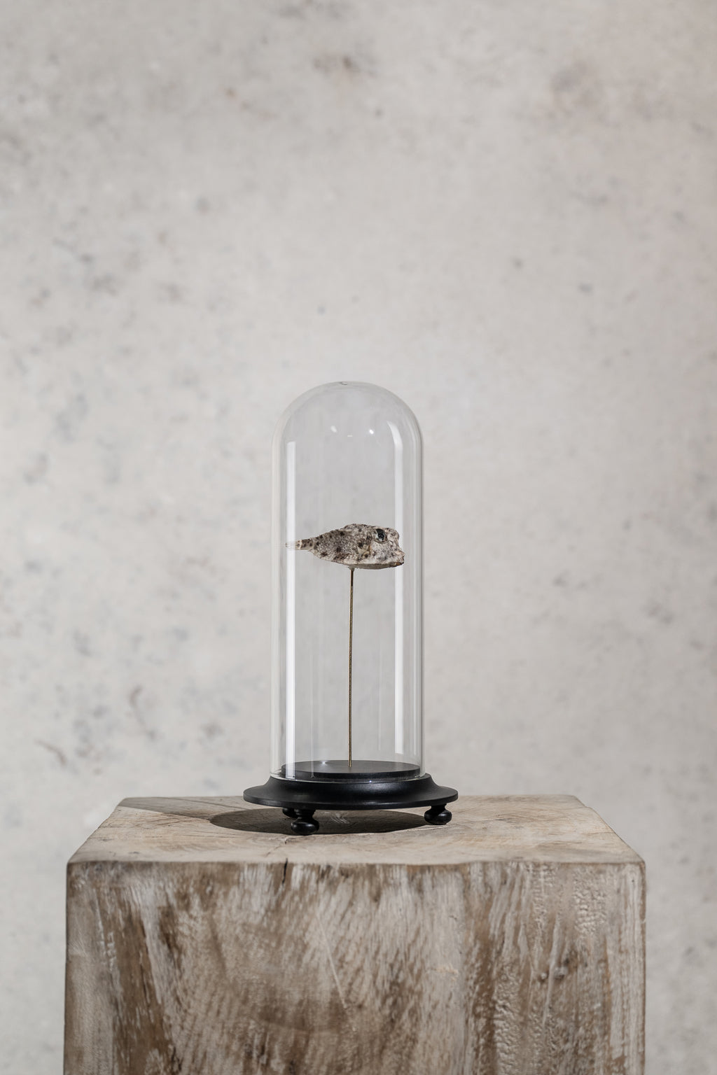 GLASS BELL JAR - FISH