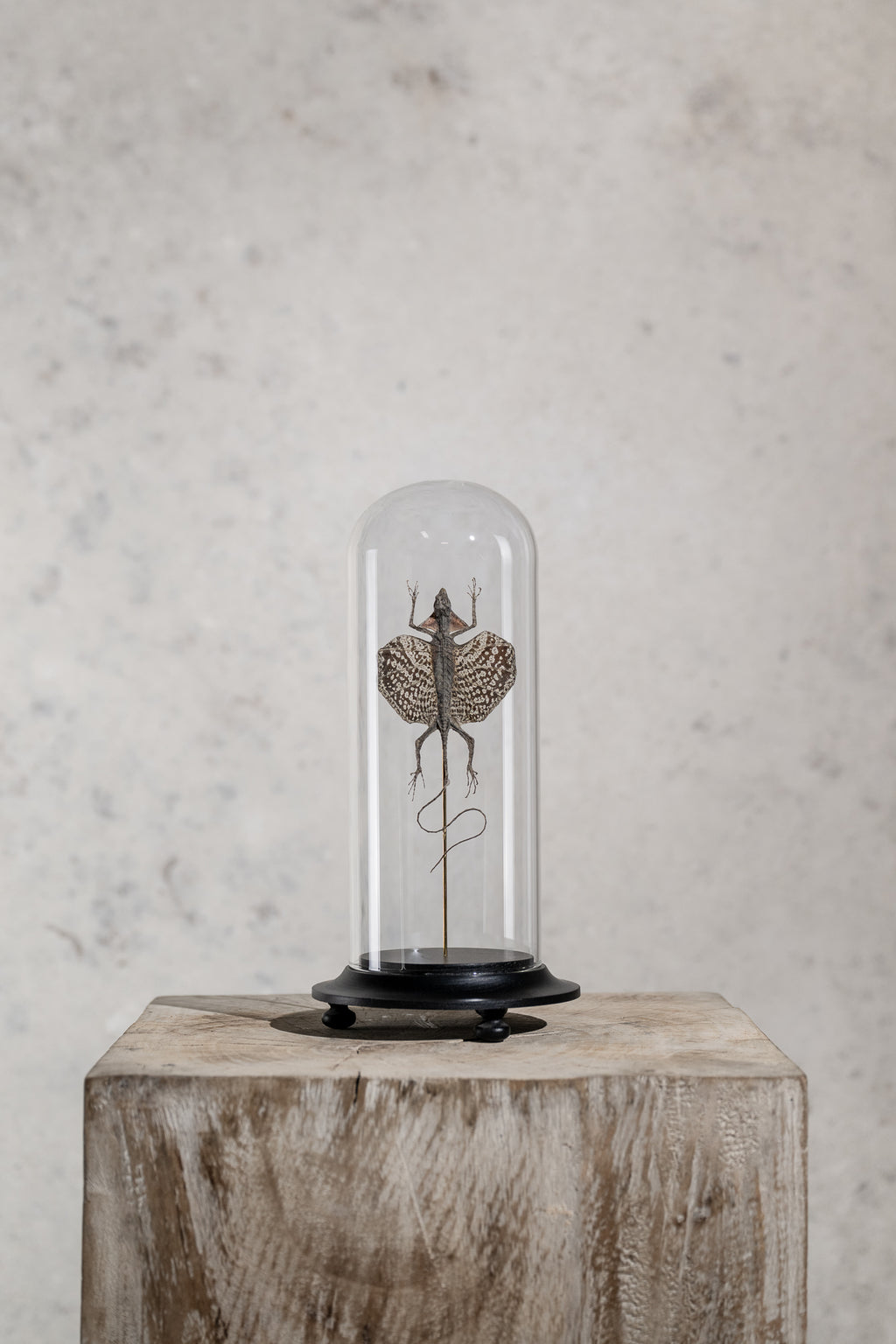 GLASS BELL JAR - DRACO