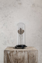 GLASS BELL JAR - DRACO