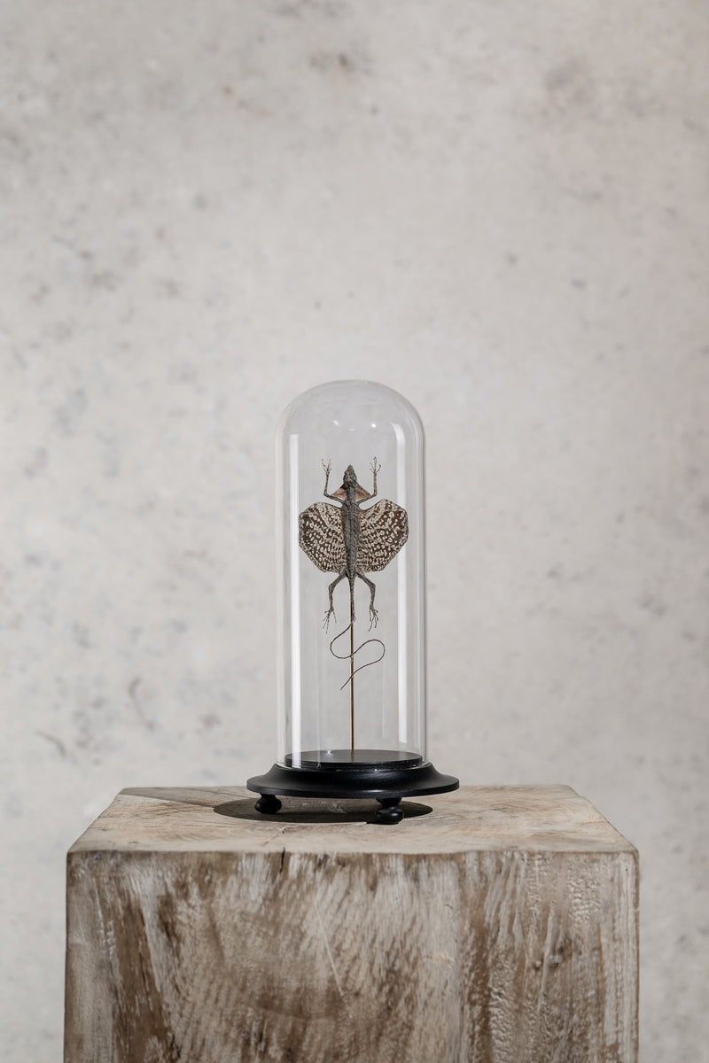 GLASS BELL JAR - DRACO