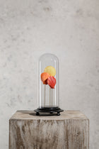 GLASS BELL JAR - SHELLS COLOURFUL (THREE)