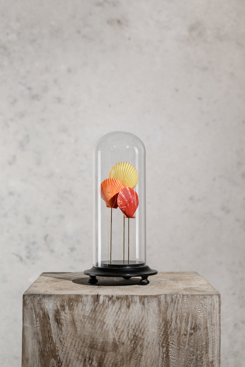 GLASS BELL JAR - SHELLS COLOURFUL (THREE)