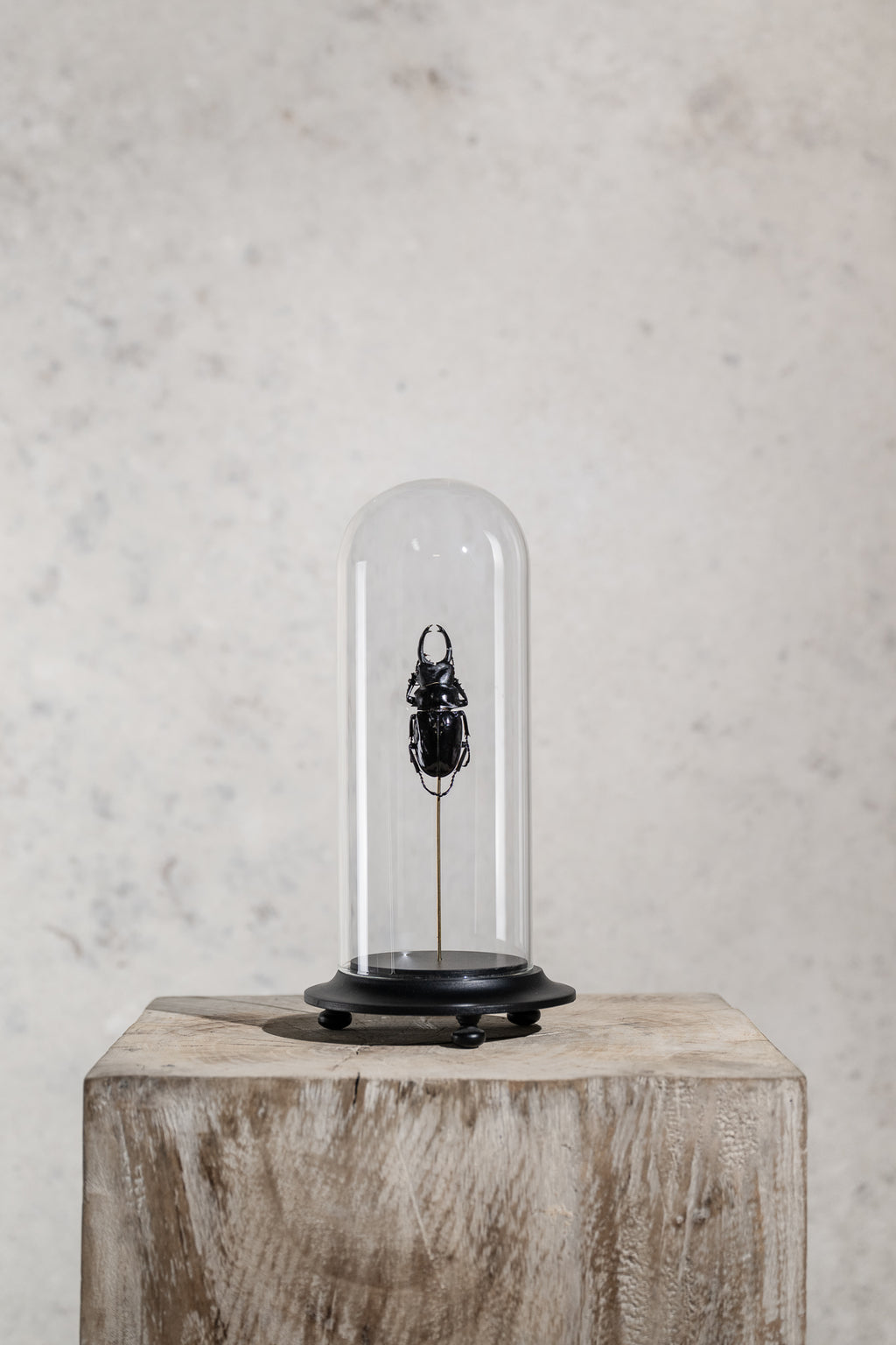 GLASS BELL JAR - BEETLE