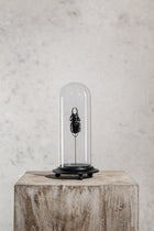 GLASS BELL JAR - BEETLE