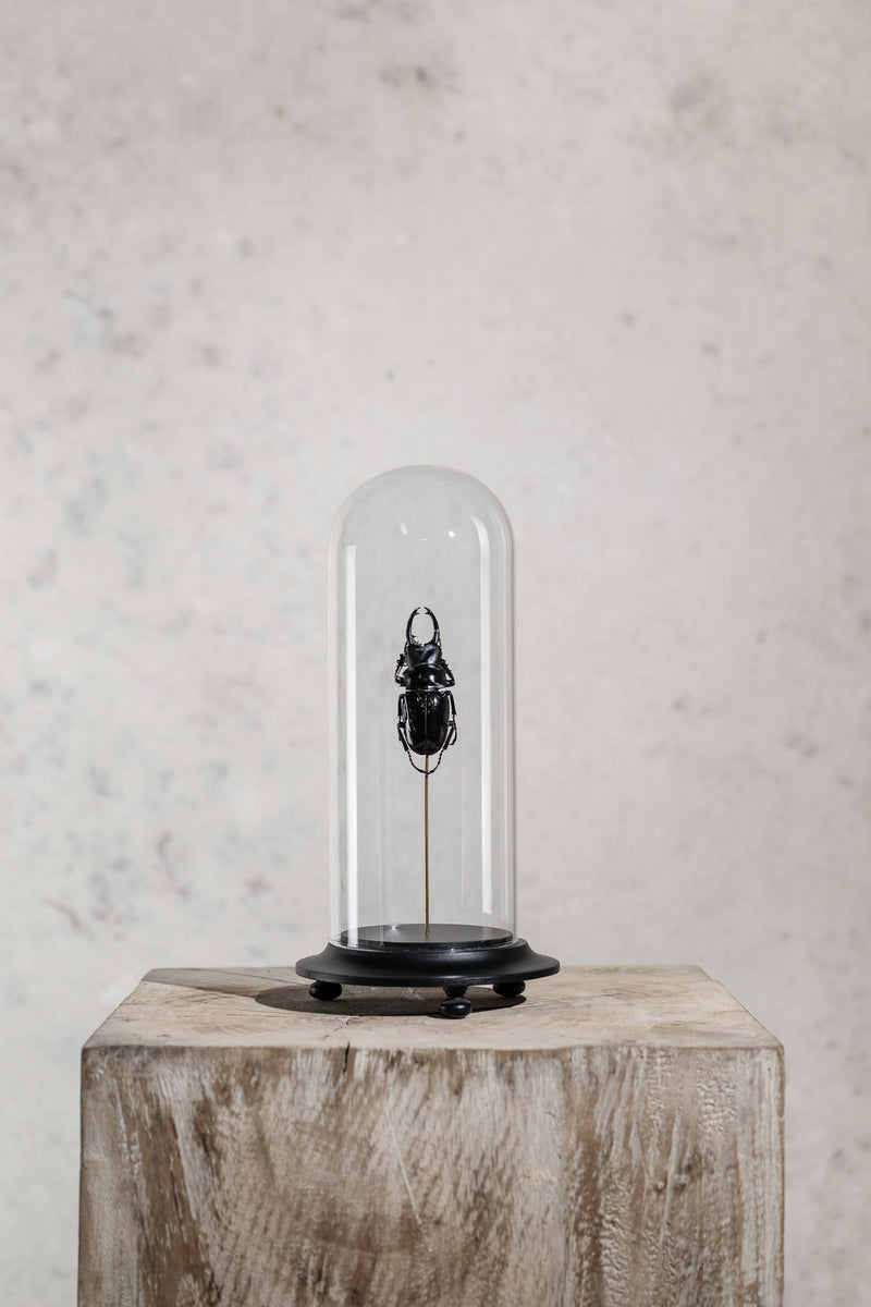 GLASS BELL JAR - BEETLE
