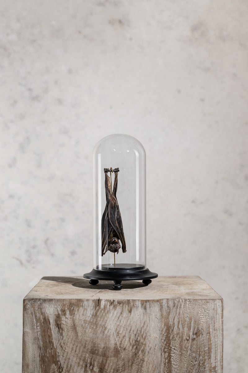 GLASS BELL JAR - BAT