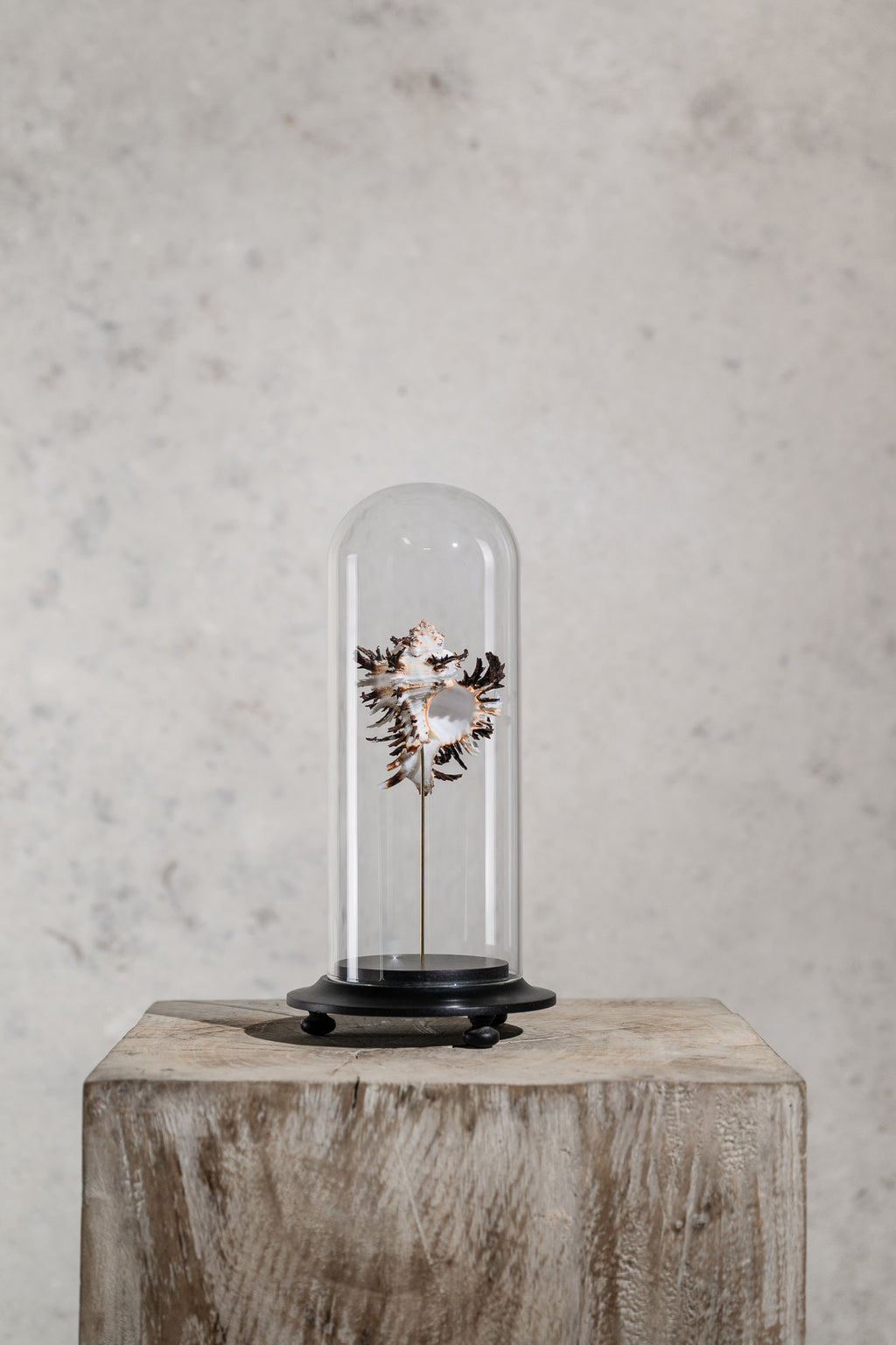 GLASS BELL JAR - SHELL