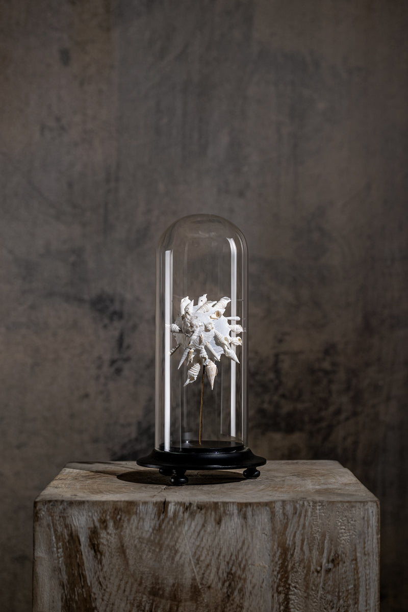 GLASS BELL JAR - SHELL WHITE
