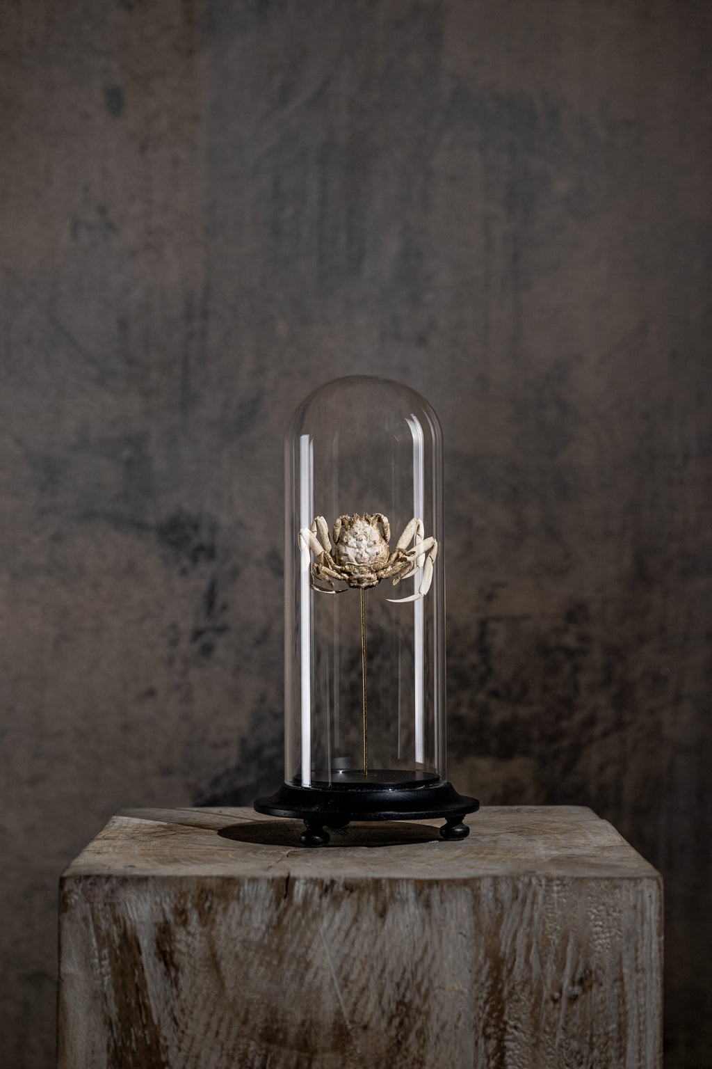 GLASS BELL JAR - CRAB