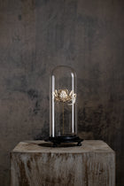 GLASS BELL JAR - CRAB