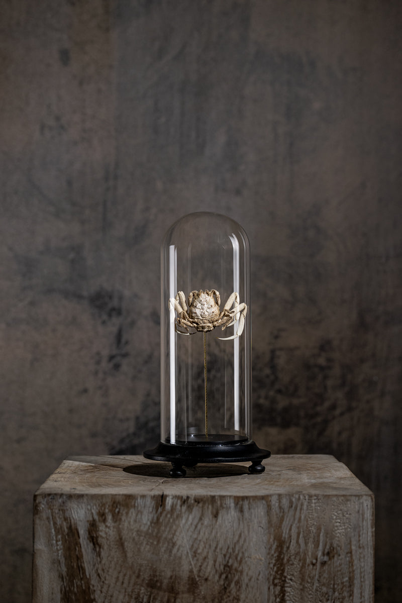GLASS BELL JAR - CRAB