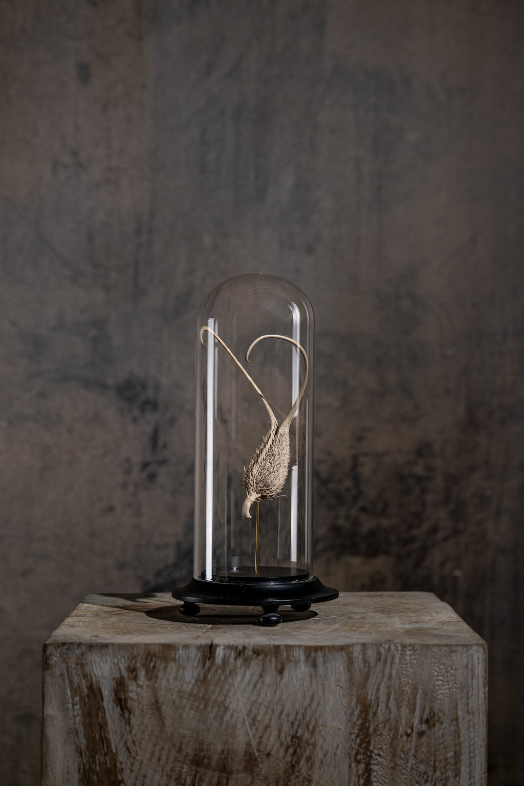 GLASS BELL JAR - DEVIL'S CLAW