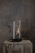 GLASS BELL JAR - DEVIL'S CLAW