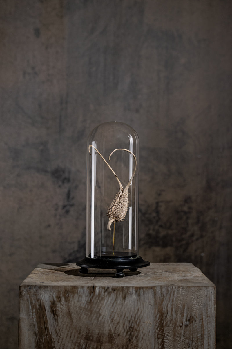 GLASS BELL JAR - DEVIL'S CLAW