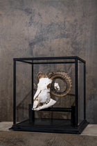 GLASS BELL JAR - RAM'S SKELETON