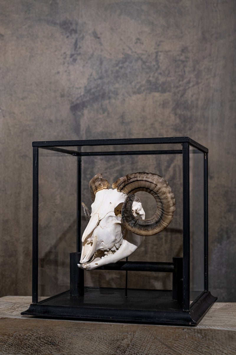 GLASS BELL JAR - RAM'S SKELETON